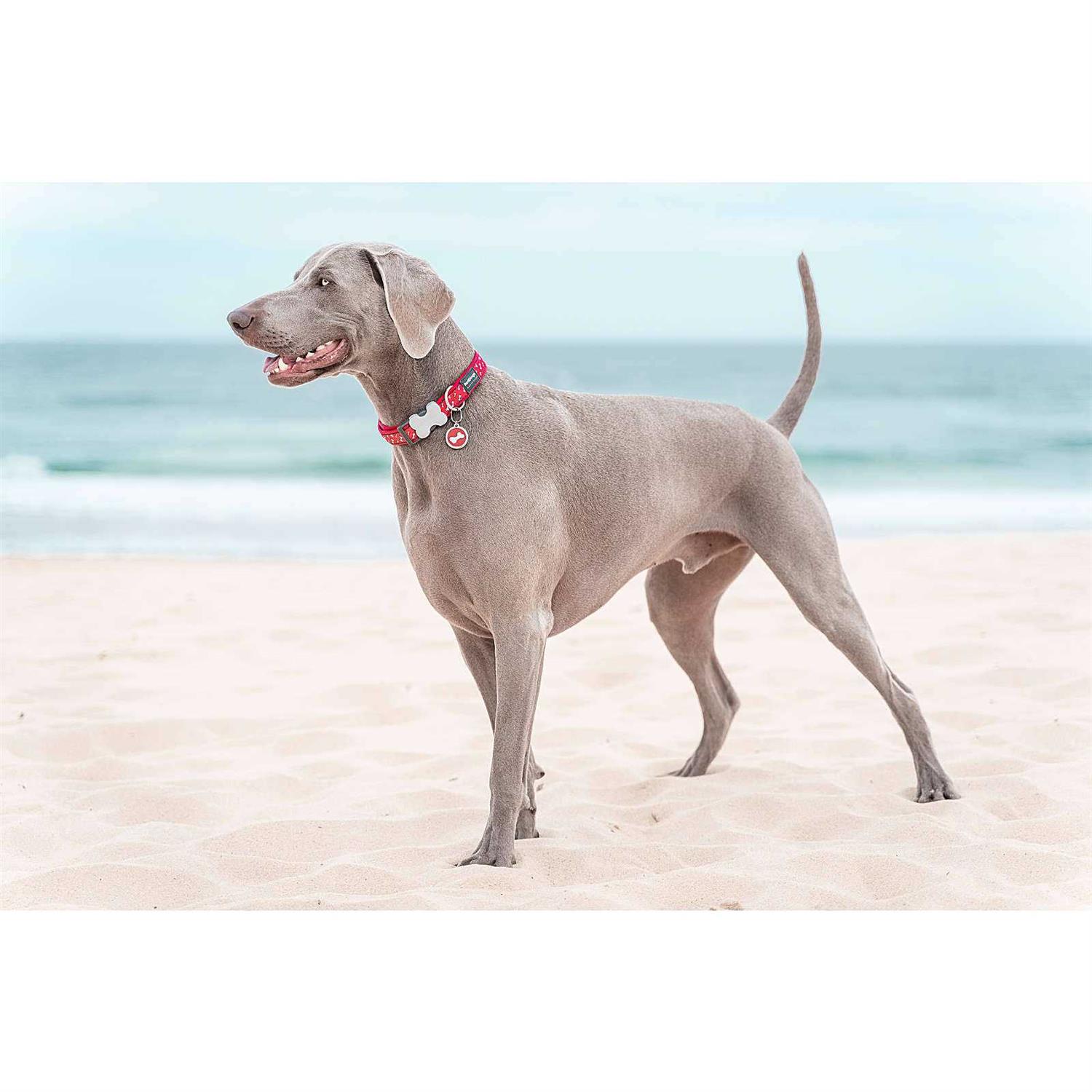 Red Dingo Circle Pet ID Dog Tag - Nail Gallerys