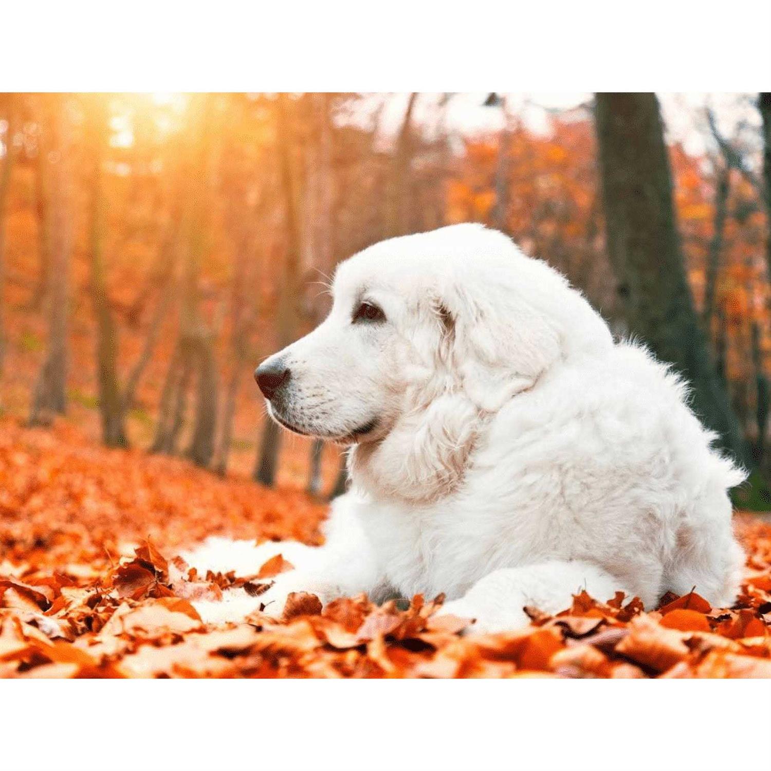 Pet Vitamin Co Krill Oil Shed-Free Soft Chews for Dogs - Nail Gallerys