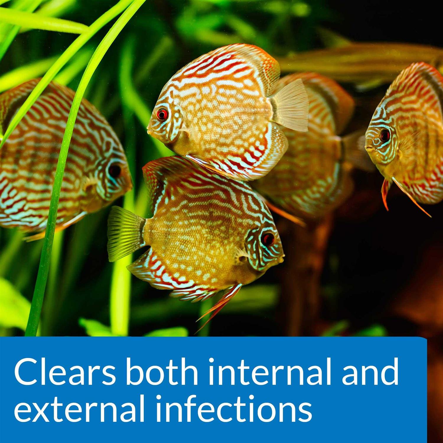 API Fin & Body Cure Powder - Nail Gallerys