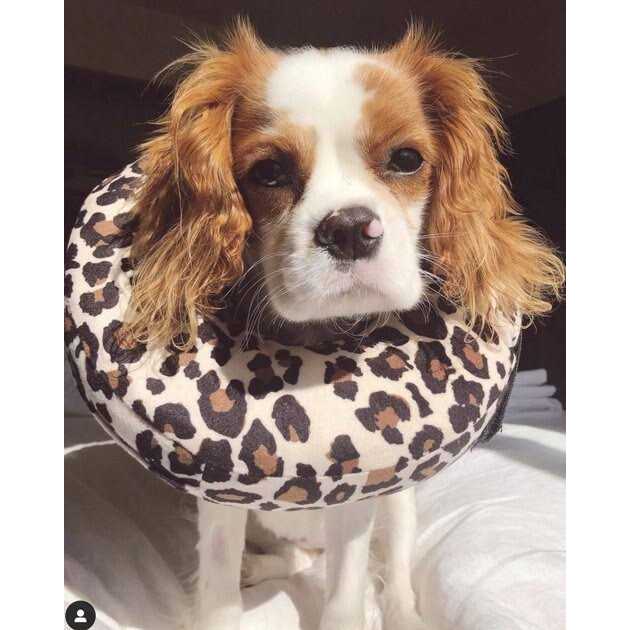 COMFURT Collar Dog & Cat Recovery Collar - Nail Gallerys