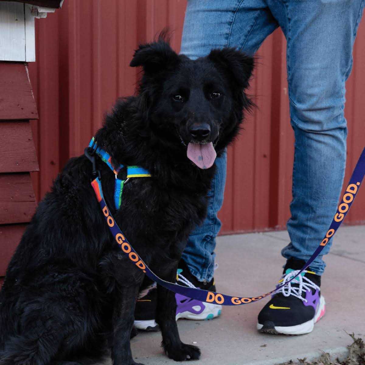 Wolfgang Dog Leash - Nail Gallerys