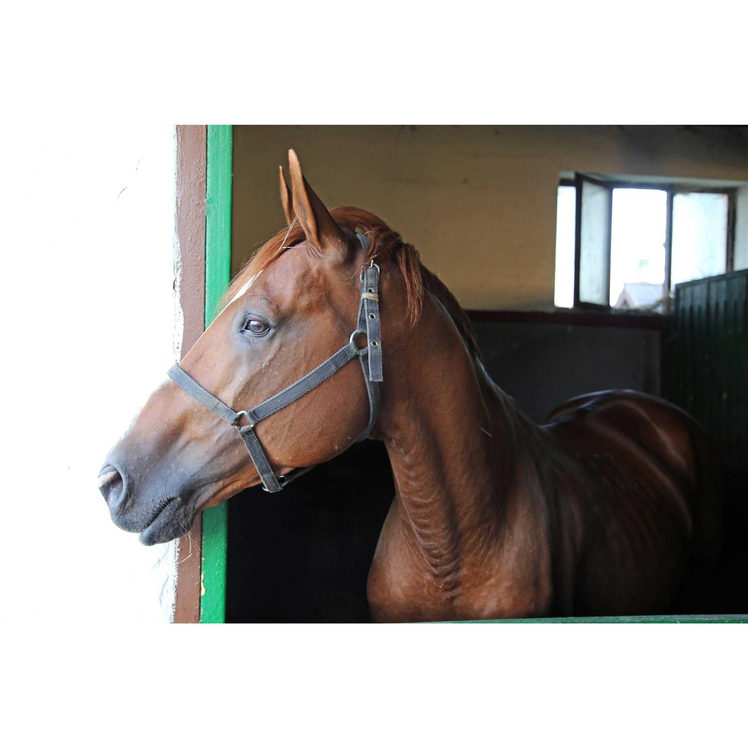 America’s Choice Medium Flake Poultry Bedding, 6.0-cu ft - Nail Gallerys