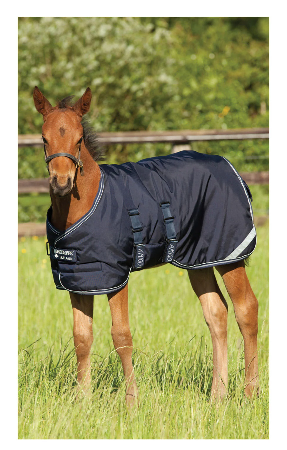 Amigo 600D Foal Blanket - Nail Gallerys