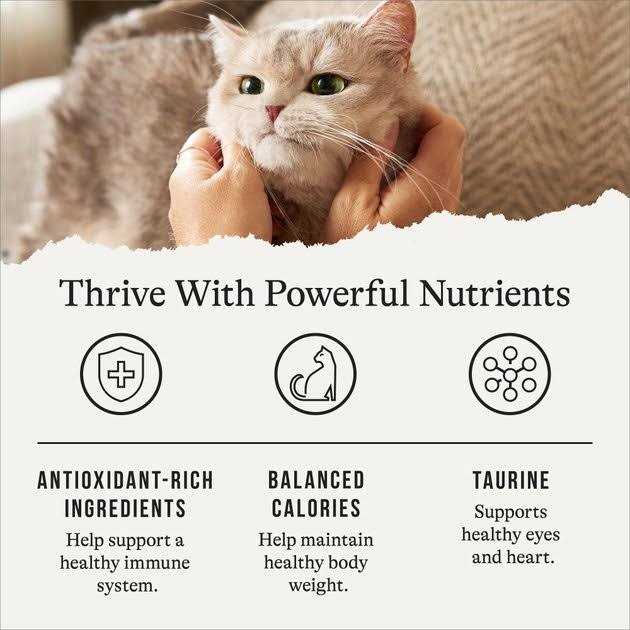 American Journey Recipe Salmon Grain-Free Dry Cat Food - Nail Gallerys