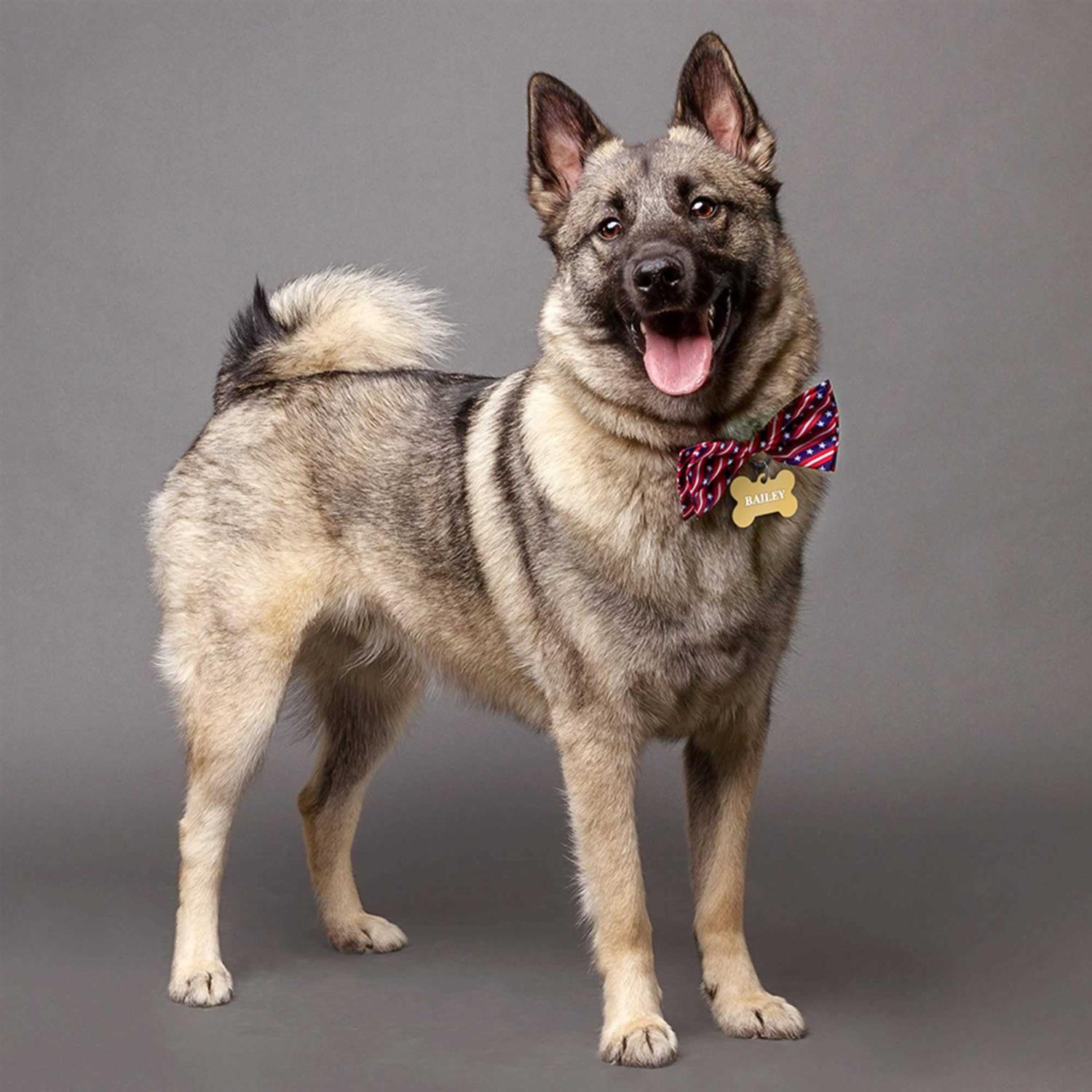 Quick-Tag Personalized Dog & Cat ID Tag - Nail Gallerys