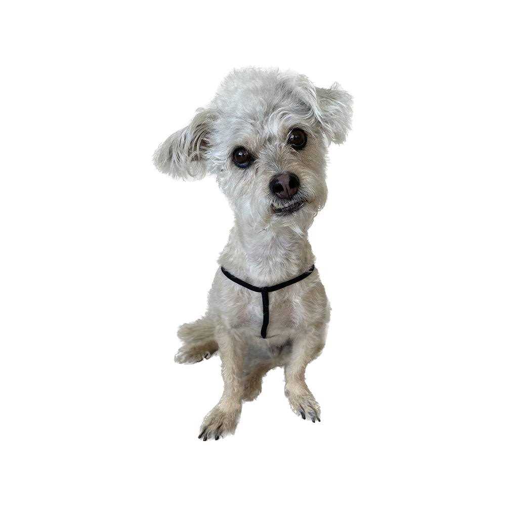 EZ Step-In Harness for Small Pets - Nail Gallerys