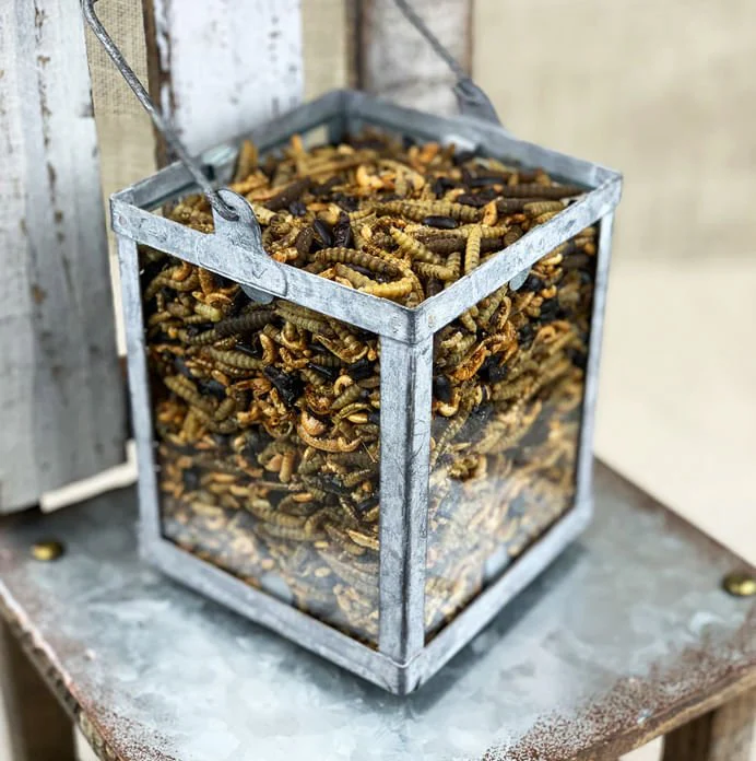 Happy Hen Bug Bonanza, Mealworm & Bug Blend - Nail Gallerys