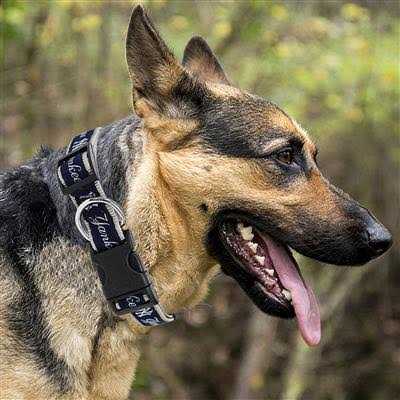 Pets First New York Yankees Dog Collar - Nail Gallerys
