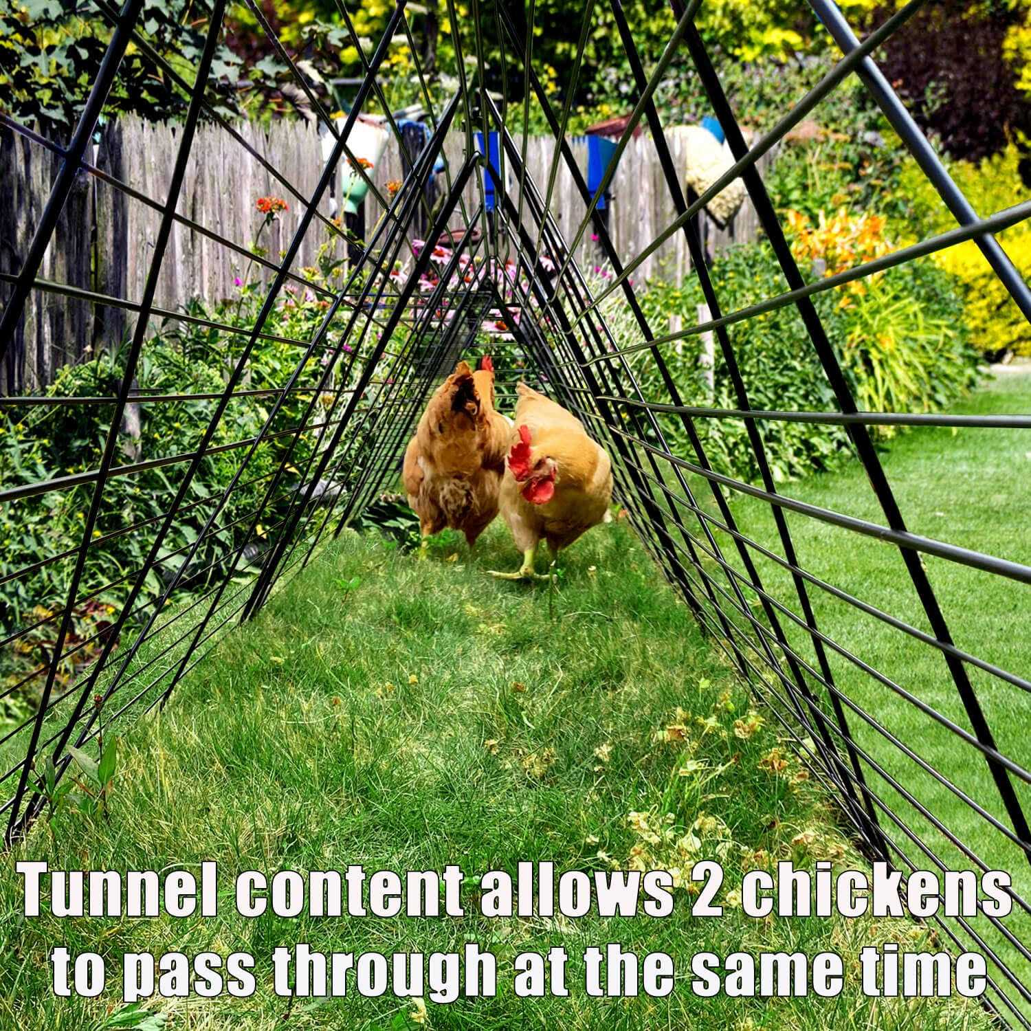 Chicken Tunnels for Yard Chicken Tunnels for Outside Chicken Run Coop Tunnel - Nail Gallerys