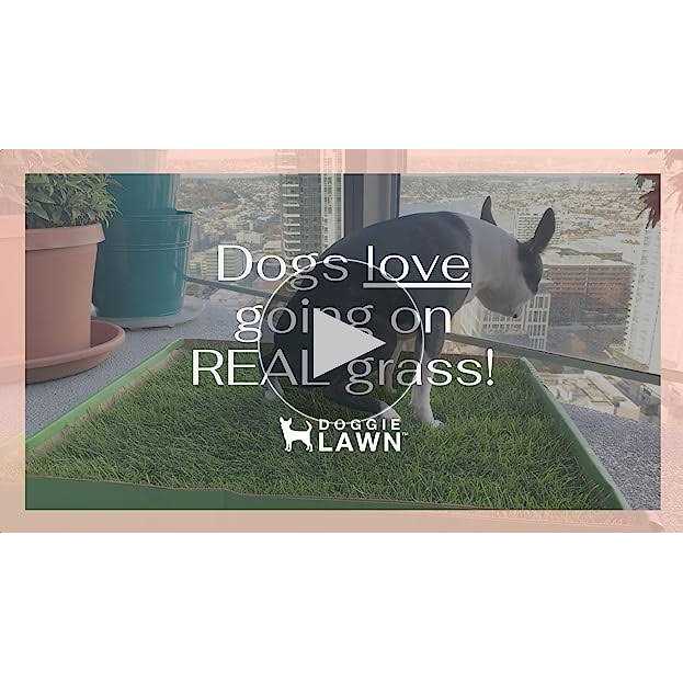 DoggieLawn Dog Potty Real Grass - Nail Gallerys