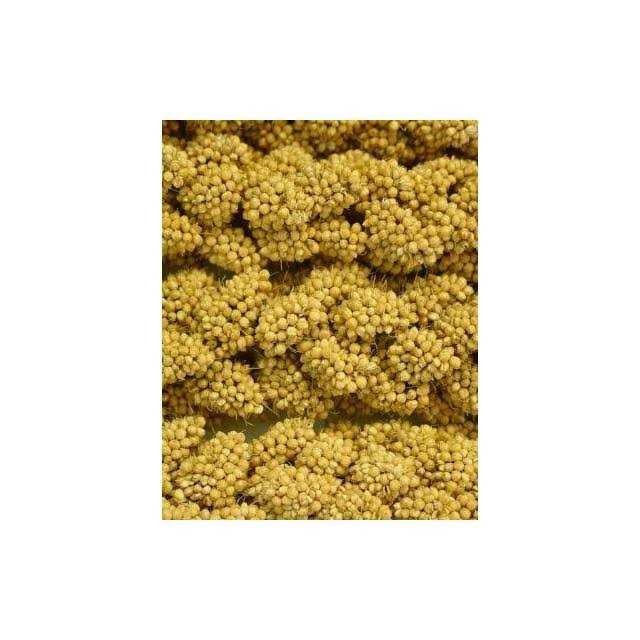 Higgins Spray Millet - Nail Gallerys