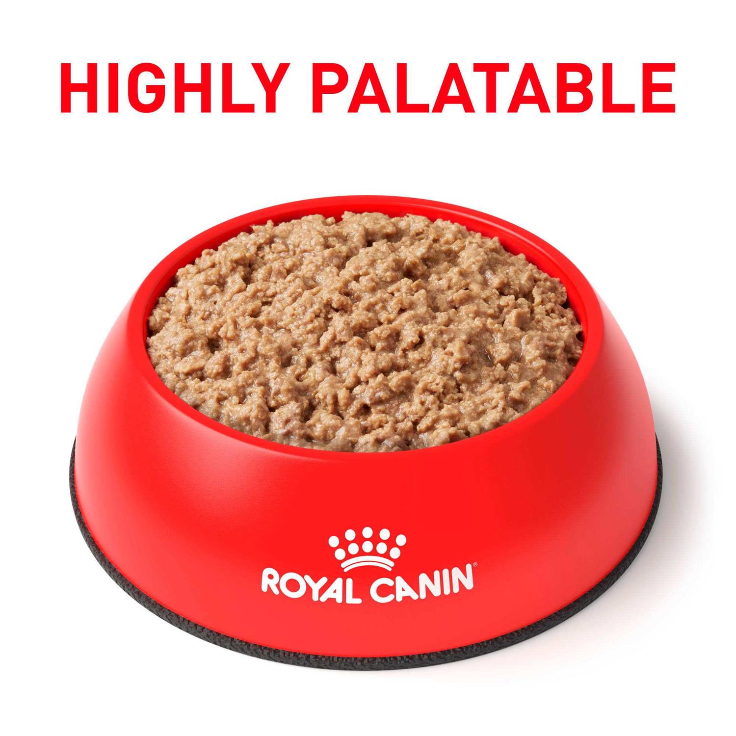 Royal Canin Urinary So in Gel Canned Wet Cat Food - Nail Gallerys