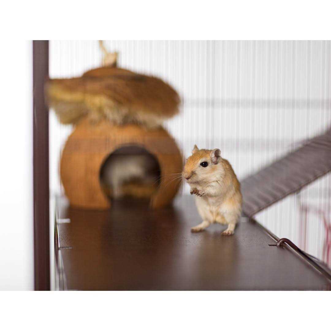 Prevue Rat & Chinchilla Cage - Nail Gallerys