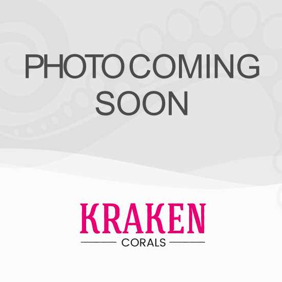 Brightwell Aquatics Lugol’s Solution - Nail Gallerys