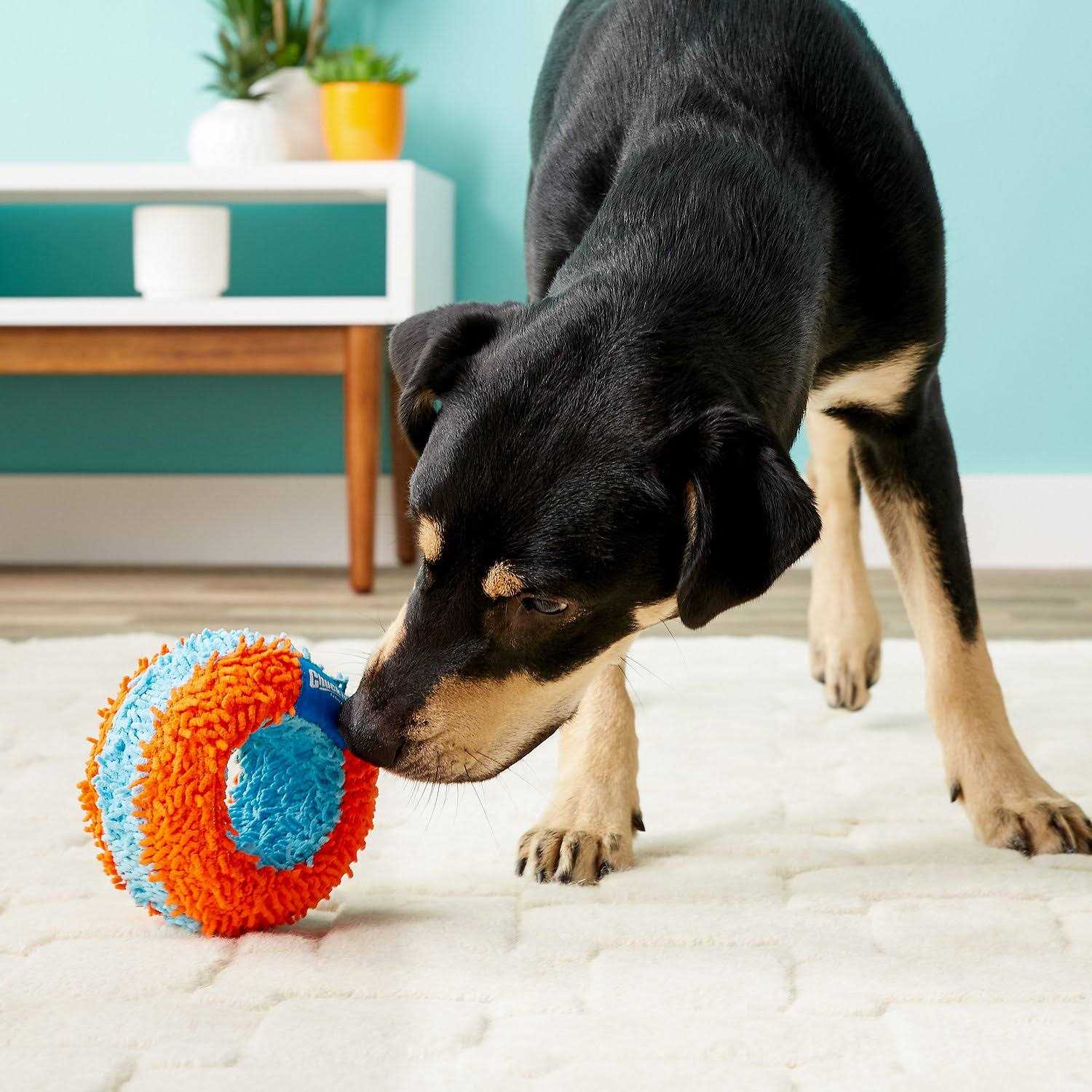 Chuckit! Indoor Roller Dog Toy, Orange/Blue - Nail Gallerys