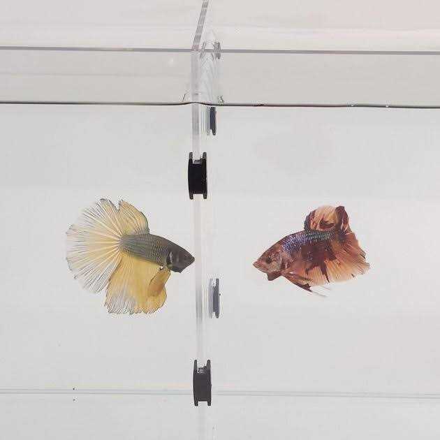 Lifegard Aquarium R460041 & R460081 Acrylic - Nail Gallerys