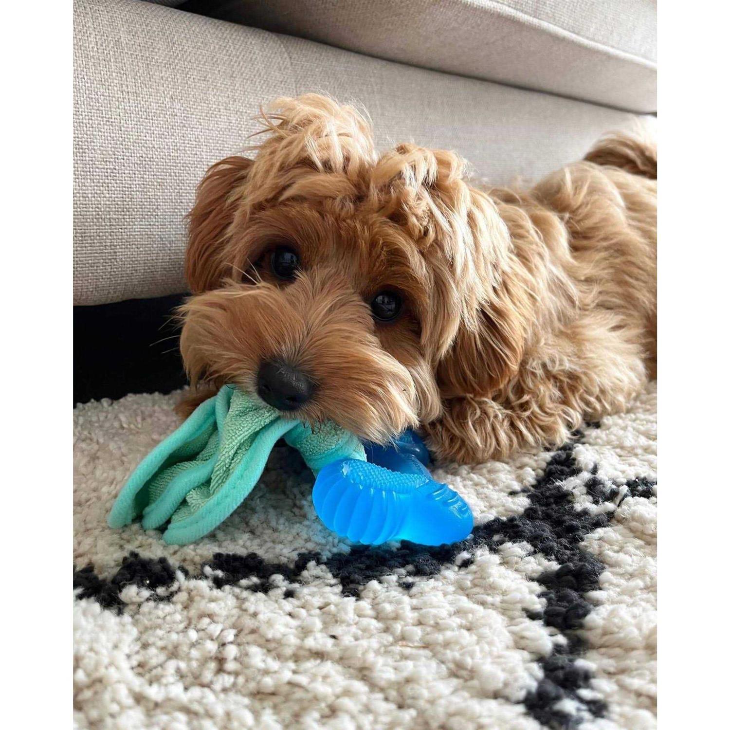 Nylabone Freezer Bone Peanut Butter Chew Puppy Toy - Nail Gallerys