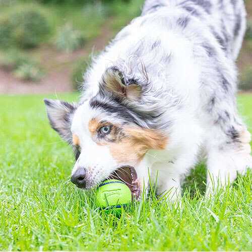 Chuckit! Sniff Fetch Ball Dog Toy - Nail Gallerys