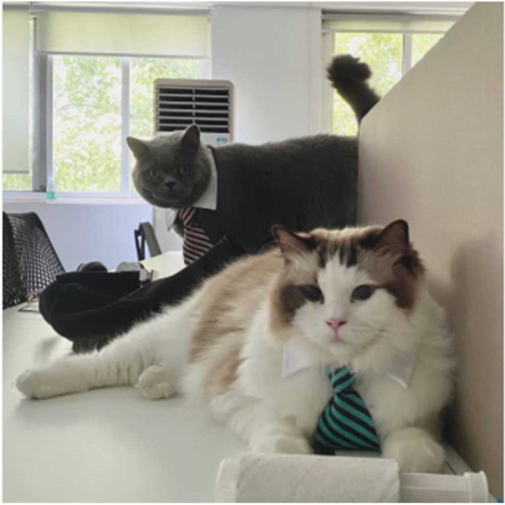 4 Pieces Pets Dog Cat Bowtie Pet Costume Adjustable Formal Necktie Collar for Cats Small Dogs Puppy Grooming Accessories - Nail Gallerys