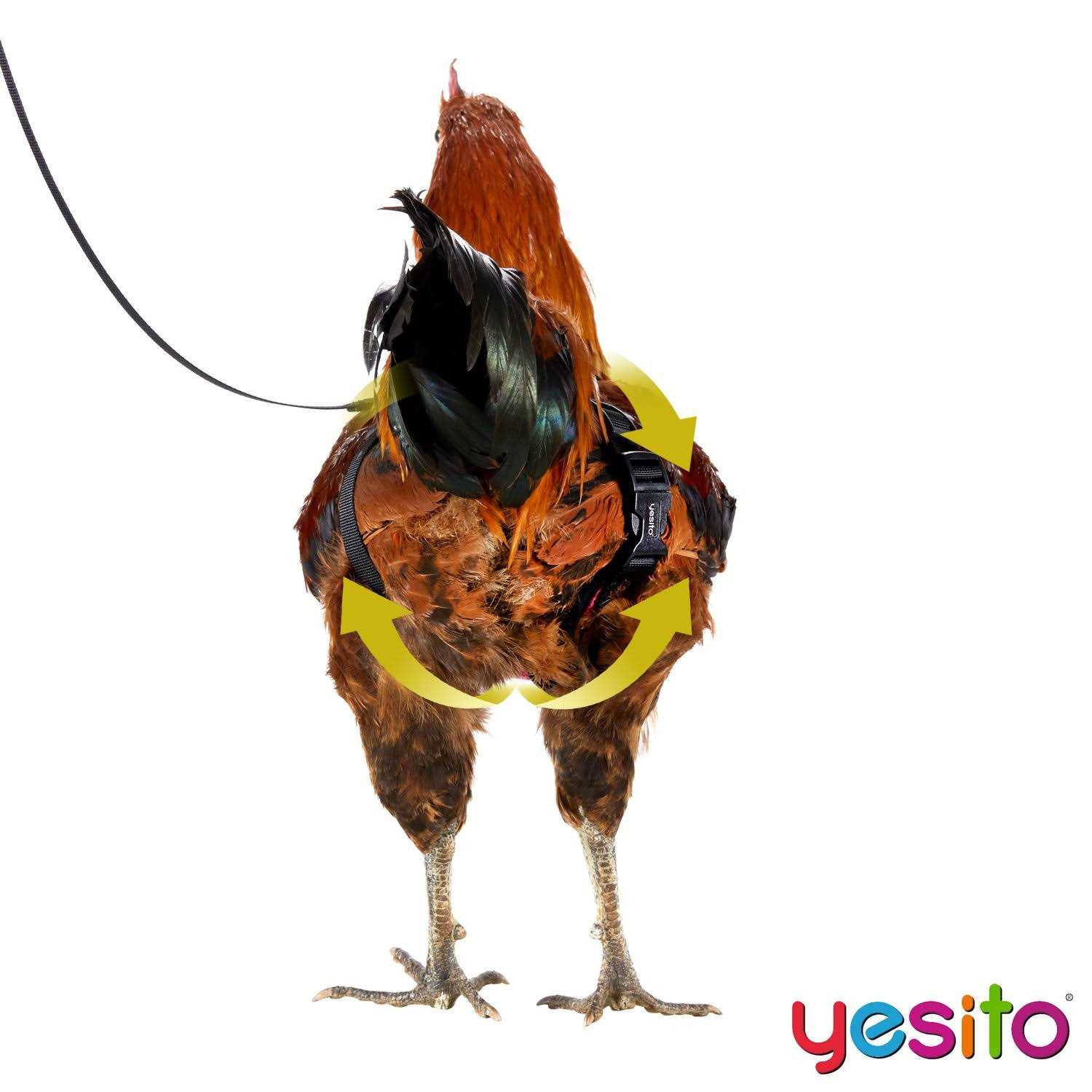 Yesito Chicken Harness Hen Size with 6ft Matching Leash - Nail Gallerys