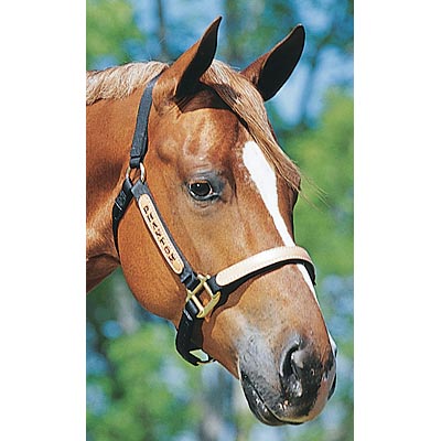 Personalized Nylon Halter, Standard (800-1100 lb) by Supreme Western - Nail Gallerys