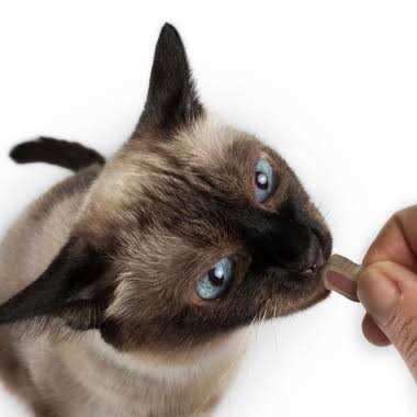 C.E.T Intellident Cat Bites - Nail Gallerys