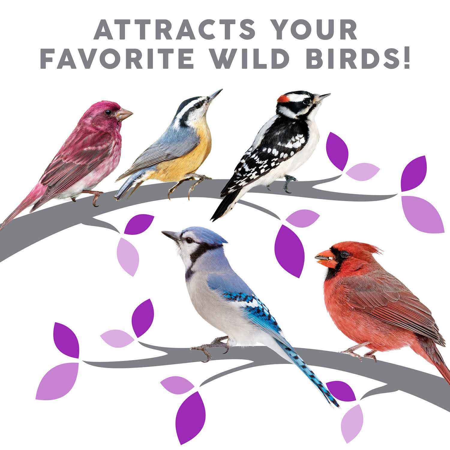 Harvest Seed & Supply Birder’s Medley Wild Bird Food - Nail Gallerys