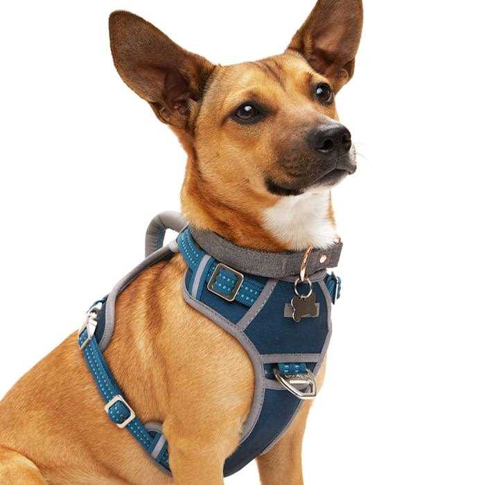 Reddy Navy Dog Harness - Nail Gallerys