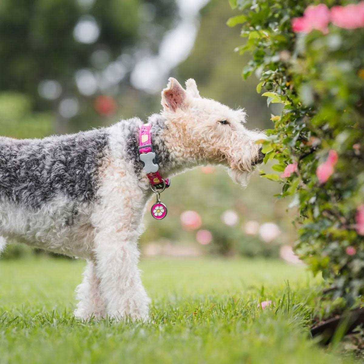 Red Dingo Enamel Pet ID Tag - Nail Gallerys