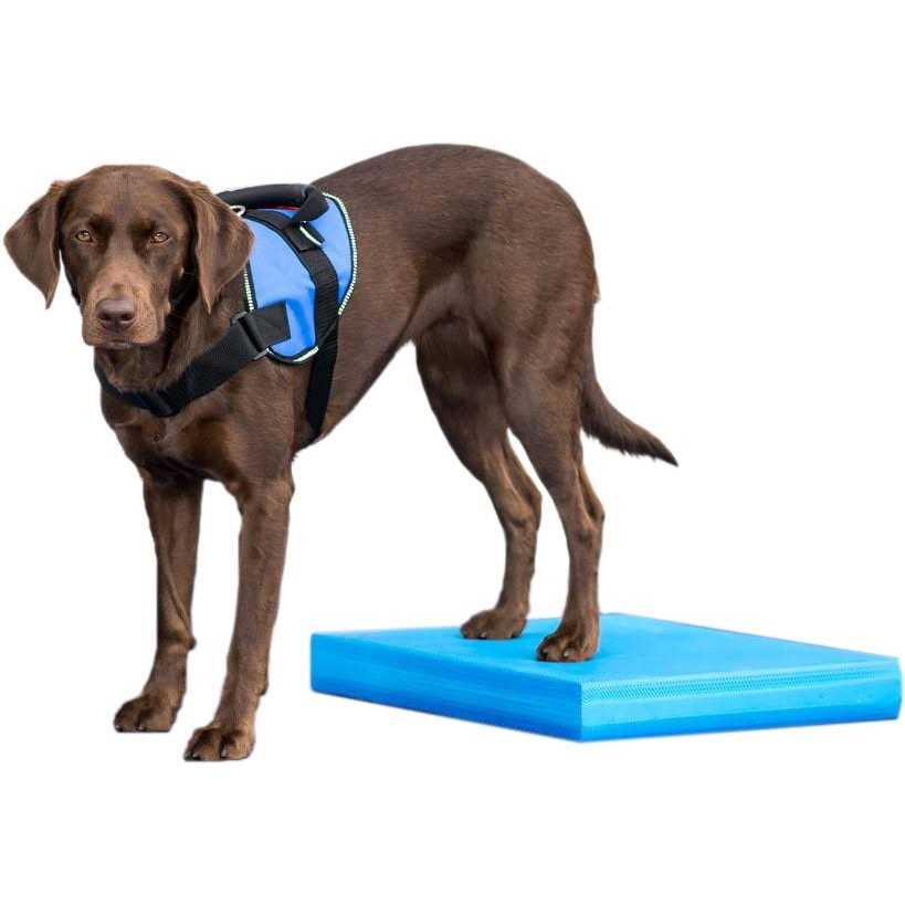 Balance Pad FitPAWS - Nail Gallerys