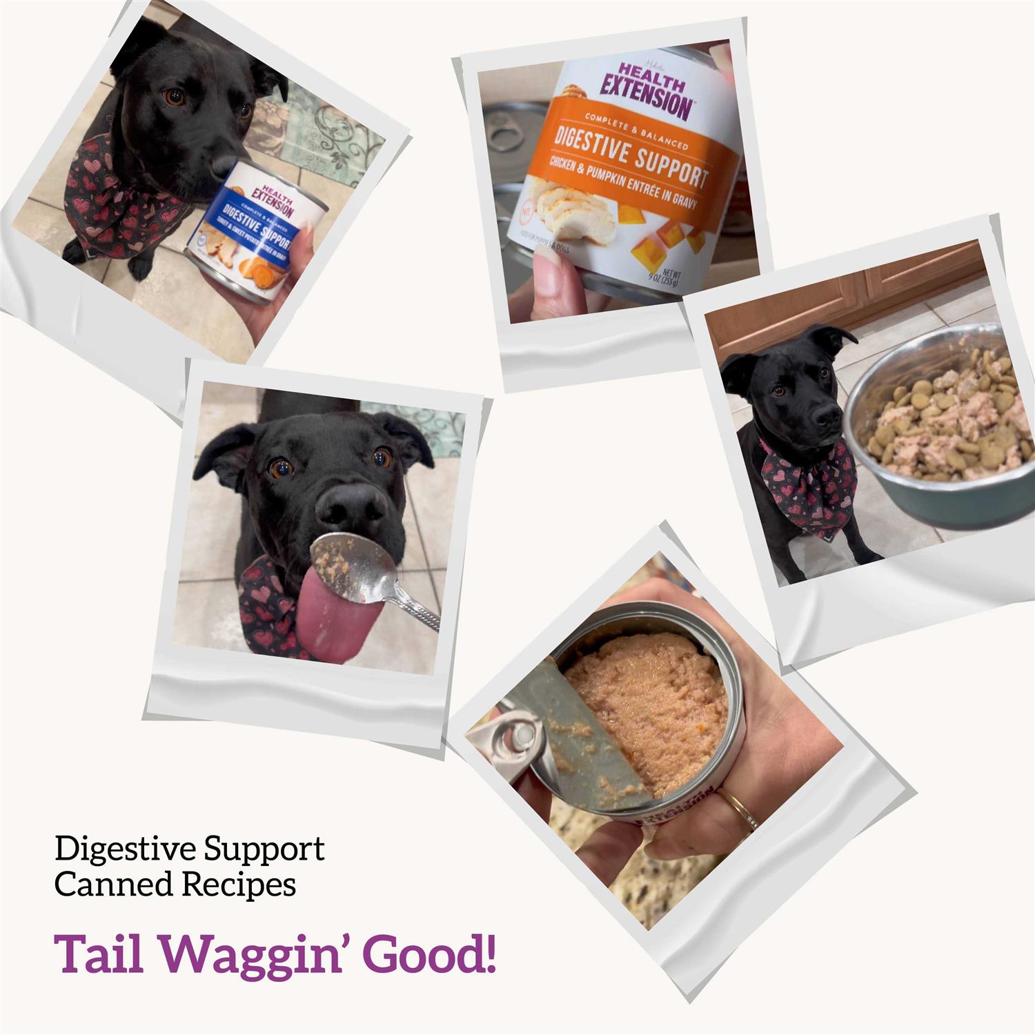 Health Extension Digestive Support Variety Pack -Chicken Beef & Turkey Dog Food - Nail Gallerys