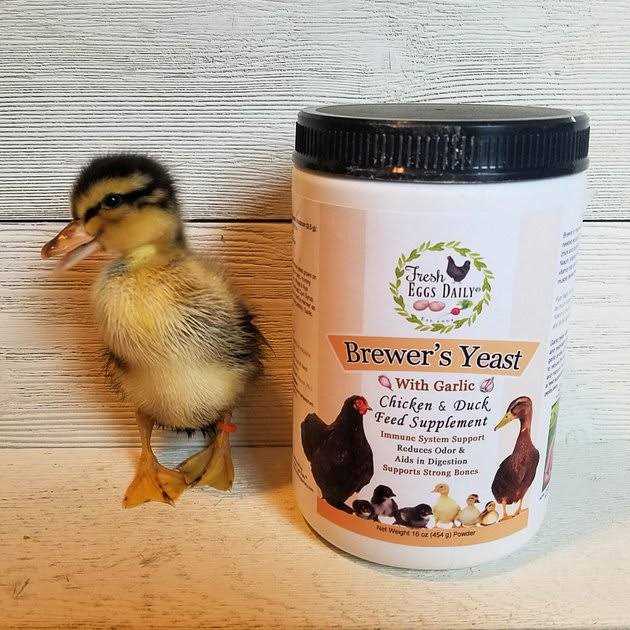 Fresh Eggs Daily Brewers Yeast with Garlic Powder and Niacin for Ducks Feed Supplement Vitamins for Backyard Chickens 1LB - Nail Gallerys