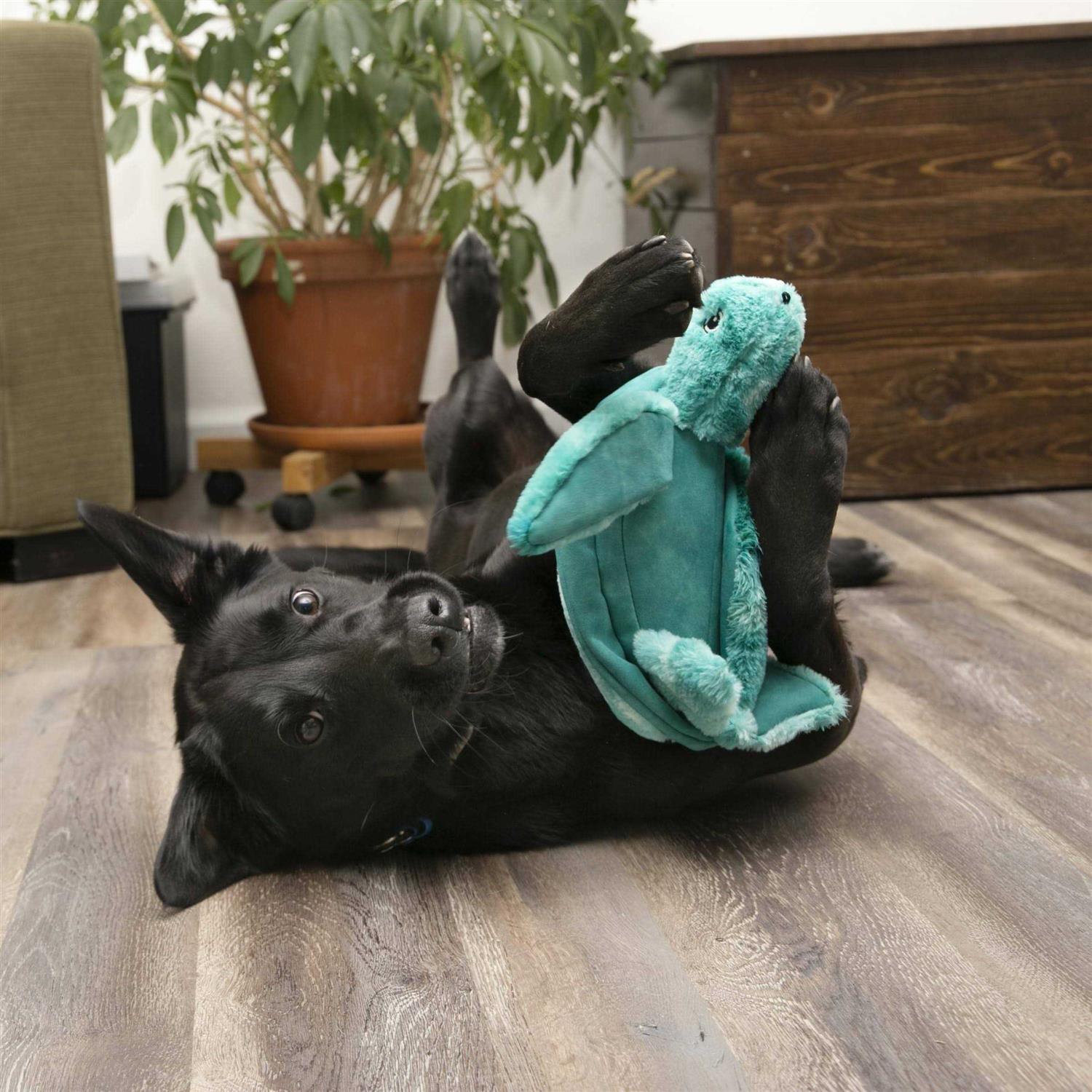 Kong SoftSeas Turtle Dog Toy - Nail Gallerys