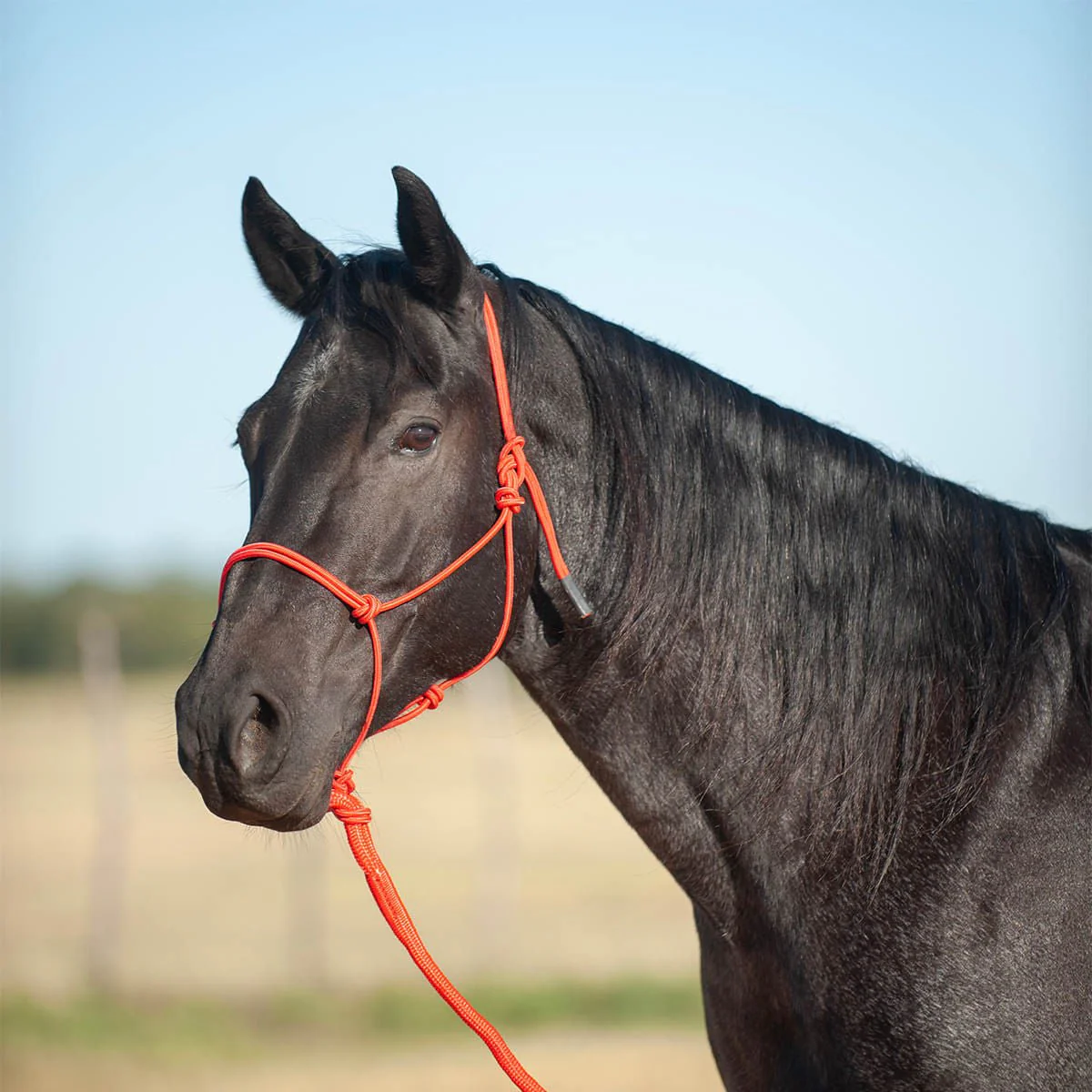Classic Equine Econo Rope Halter with 8' Leadrope - Nail Gallerys
