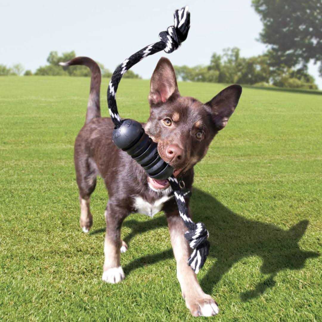 KONG Extreme Dental Dog Toy - Nail Gallerys