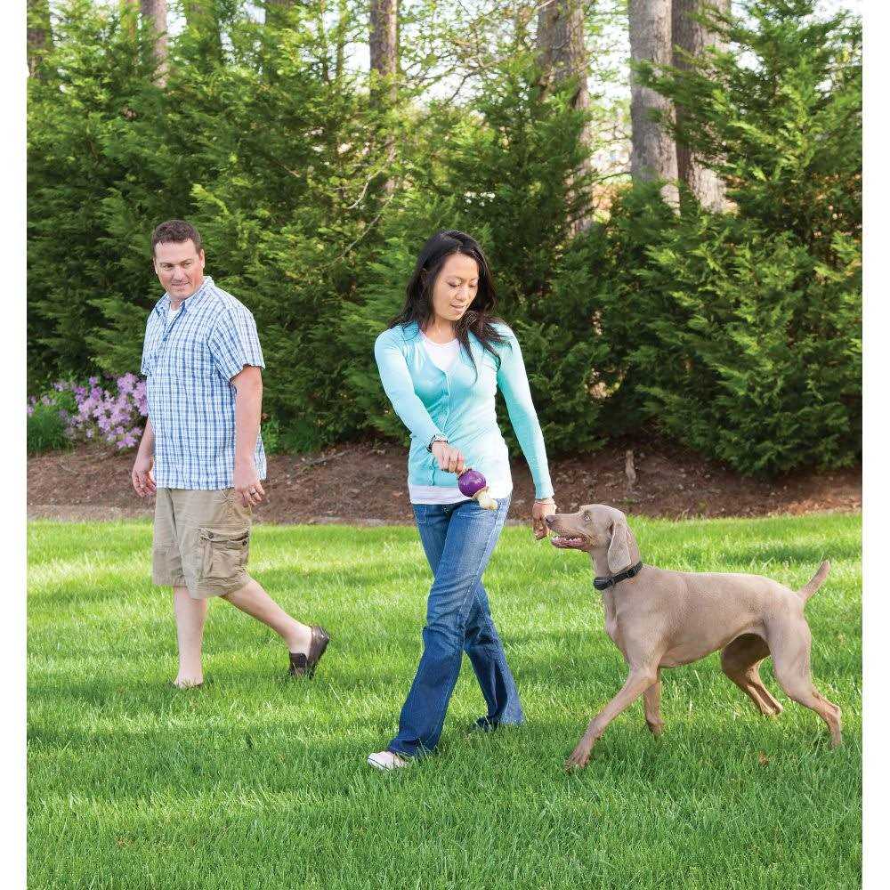 PetSafe Stay & Play Wireless Fence with Replaceable Battery Collar - Nail Gallerys