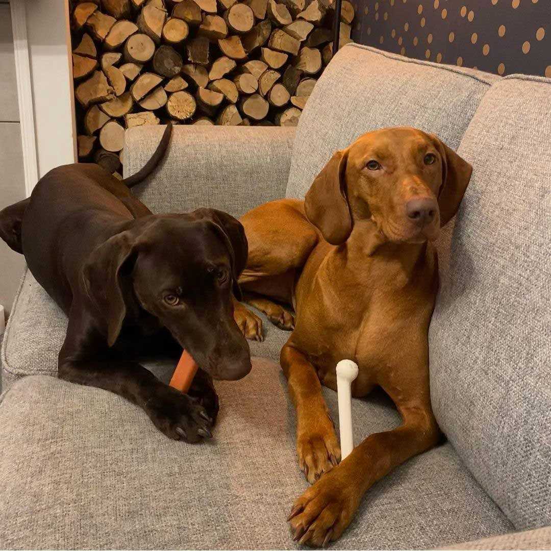 Nylabone Chew - Nail Gallerys