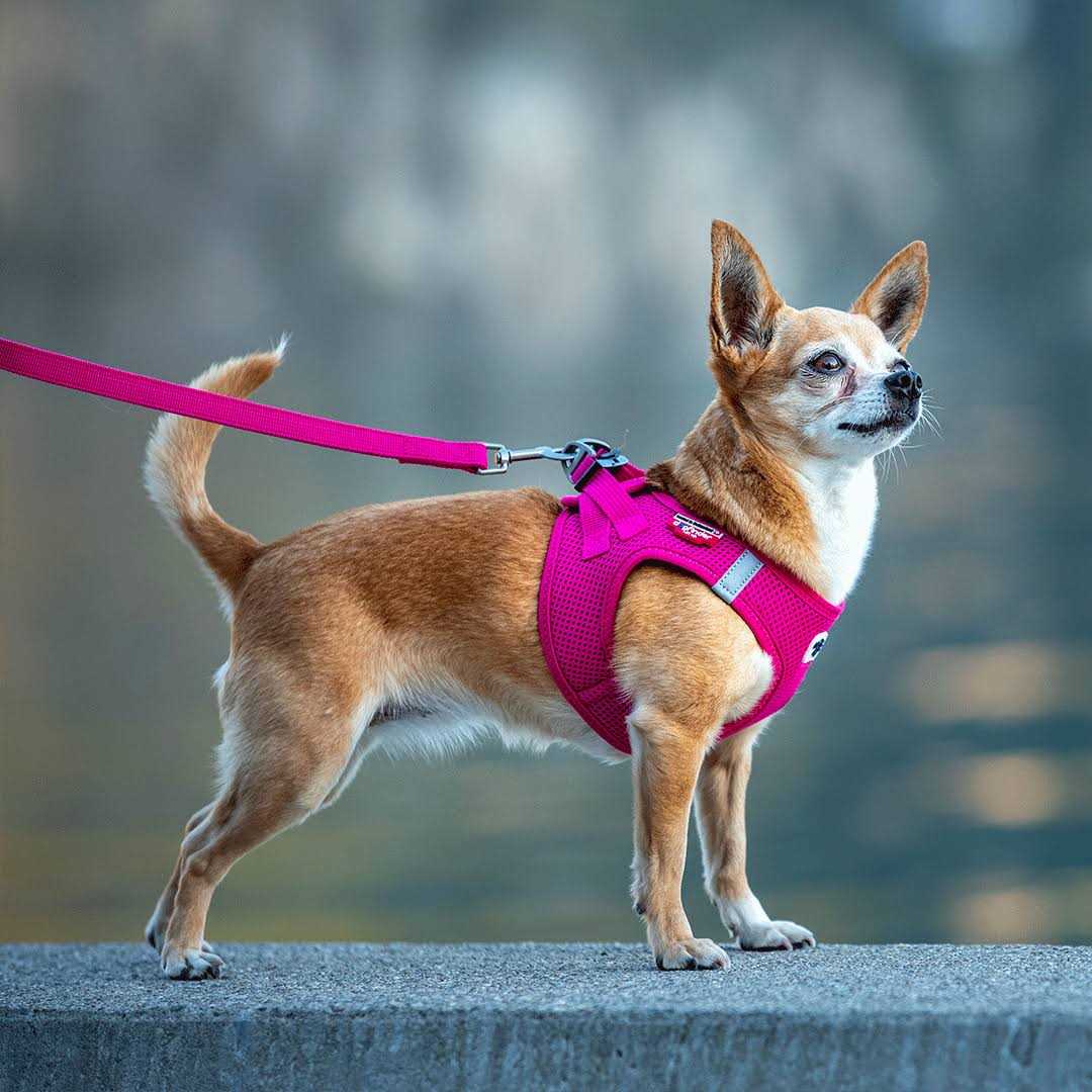 Curli Clasp Vest Air-Mesh Dog Harness - Nail Gallerys