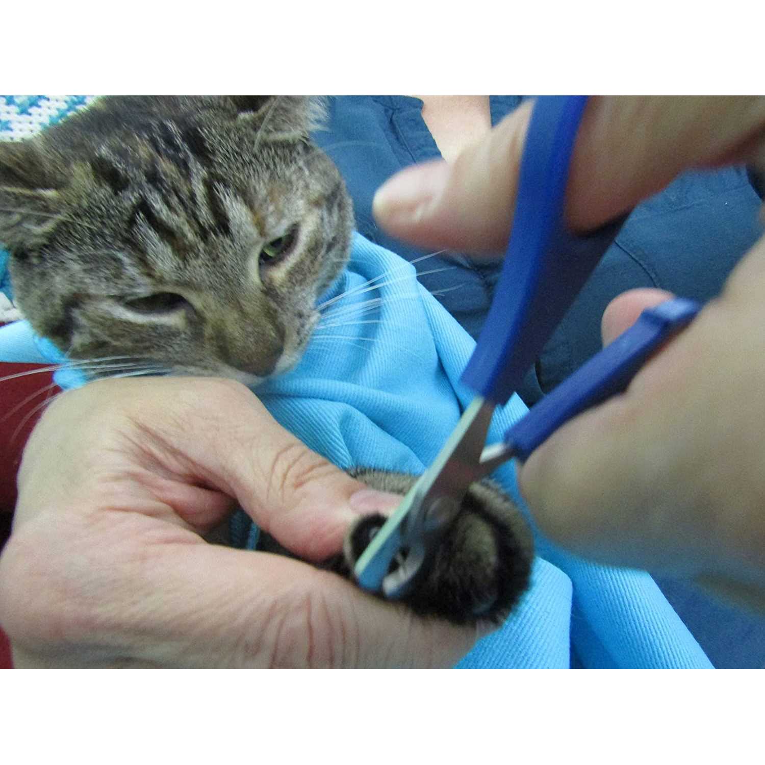 Cat-in-the-Bag Cozy Comfort Carrier - Nail Gallerys