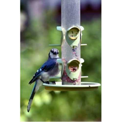 Wagner’s Classic Wild Bird Food - Nail Gallerys
