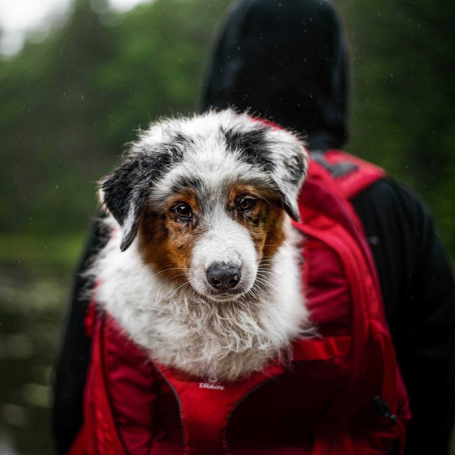 Kurgo G-Train Backpack Dog Carrier - Nail Gallerys