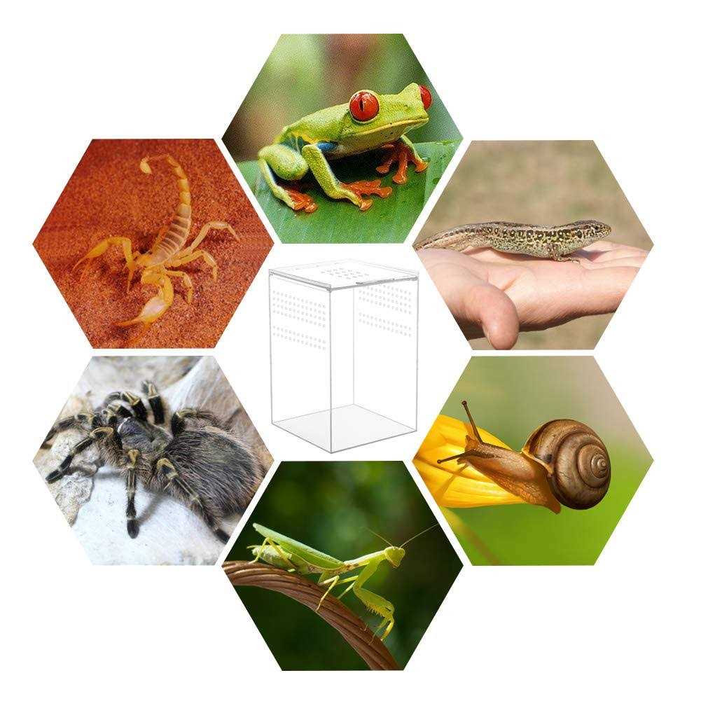 NANEEZOO Magnetic Acrylic Reptile Cage 6x6x9 Tall Enclosure Transparent Reptile Breeding Box Terrarium Tank for Tarantula Scorpion Sling Isopods - Nail Gallerys