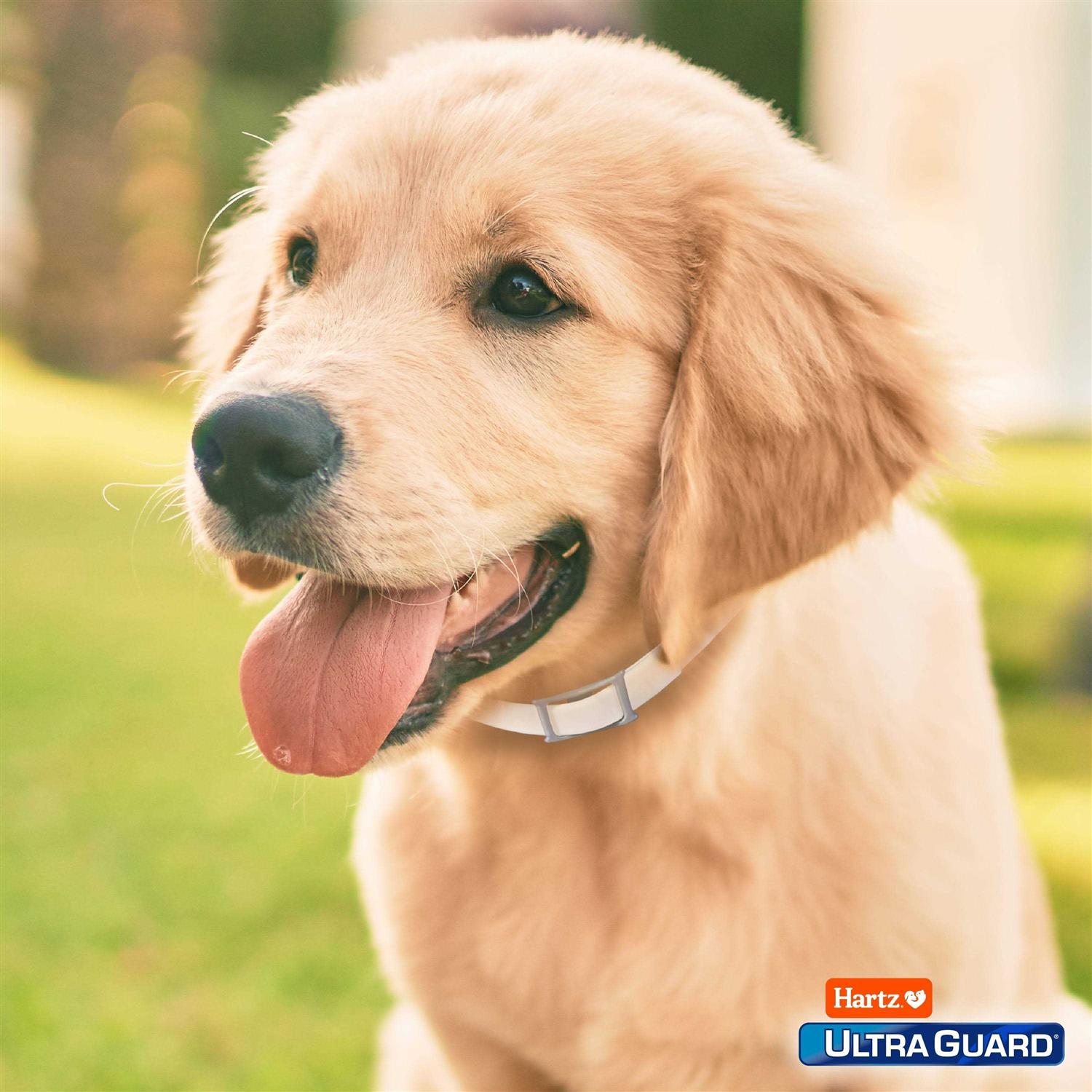 Hartz UltraGuard Flea & Tick Collar for Dogs - Nail Gallerys