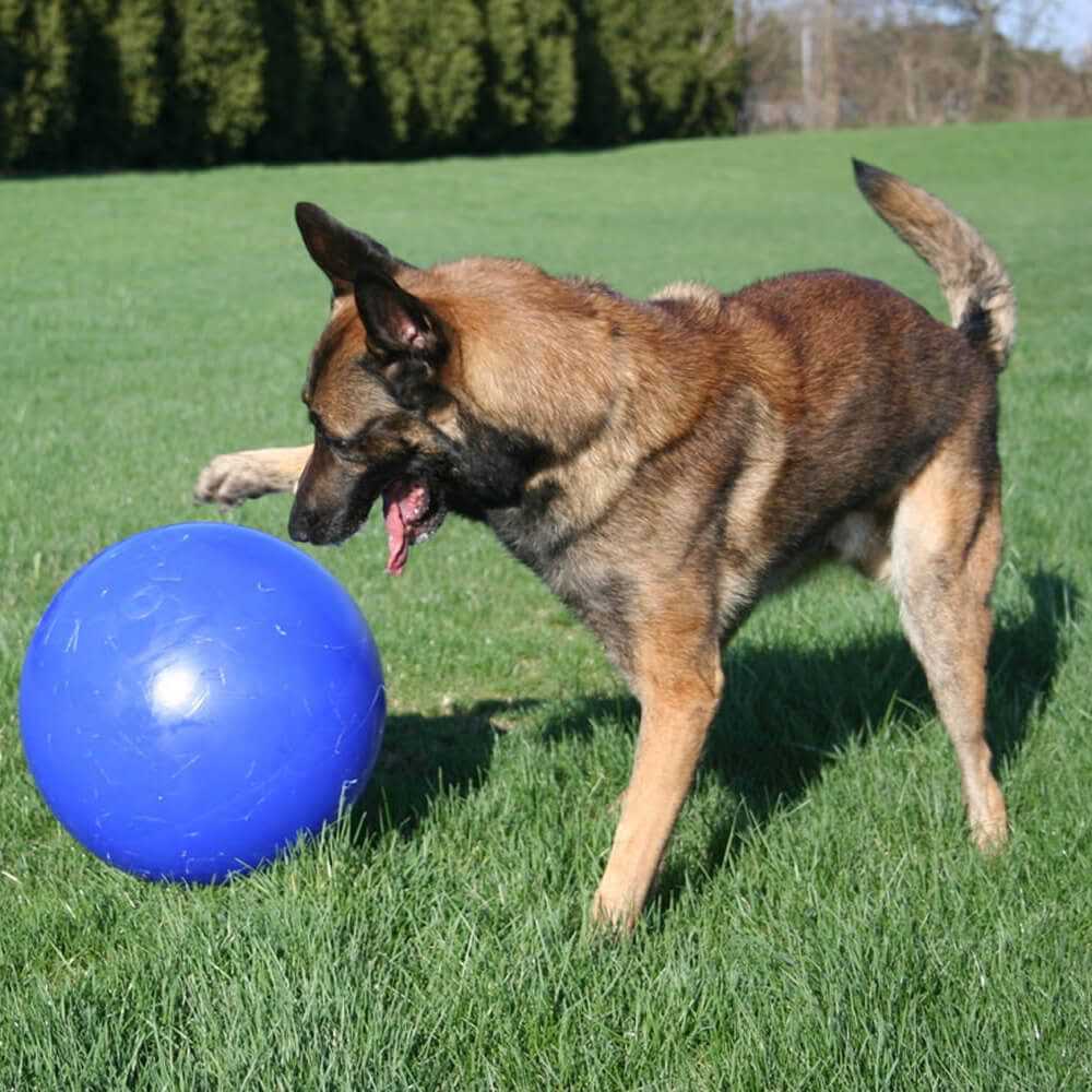 Jolly Pets Push-n-Play - Nail Gallerys