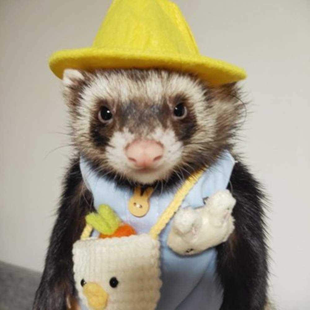 HAICHEN TEC Ferret Clothes Set Small Animal Harness and Leash Adjustable Chest Straps Ferret Apparel Outdoor Walking Accessories Outfit Halloween Party Cosplay - Nail Gallerys