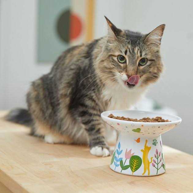 Frisco Cat Face Floral Wide Shape Elevated Non-Skid Ceramic Cat Bowl - Nail Gallerys