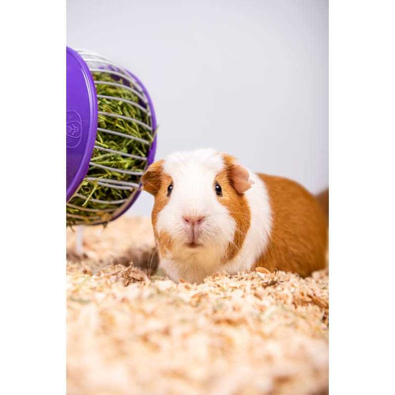 PetsPick Aspen Pet Bedding - Nail Gallerys