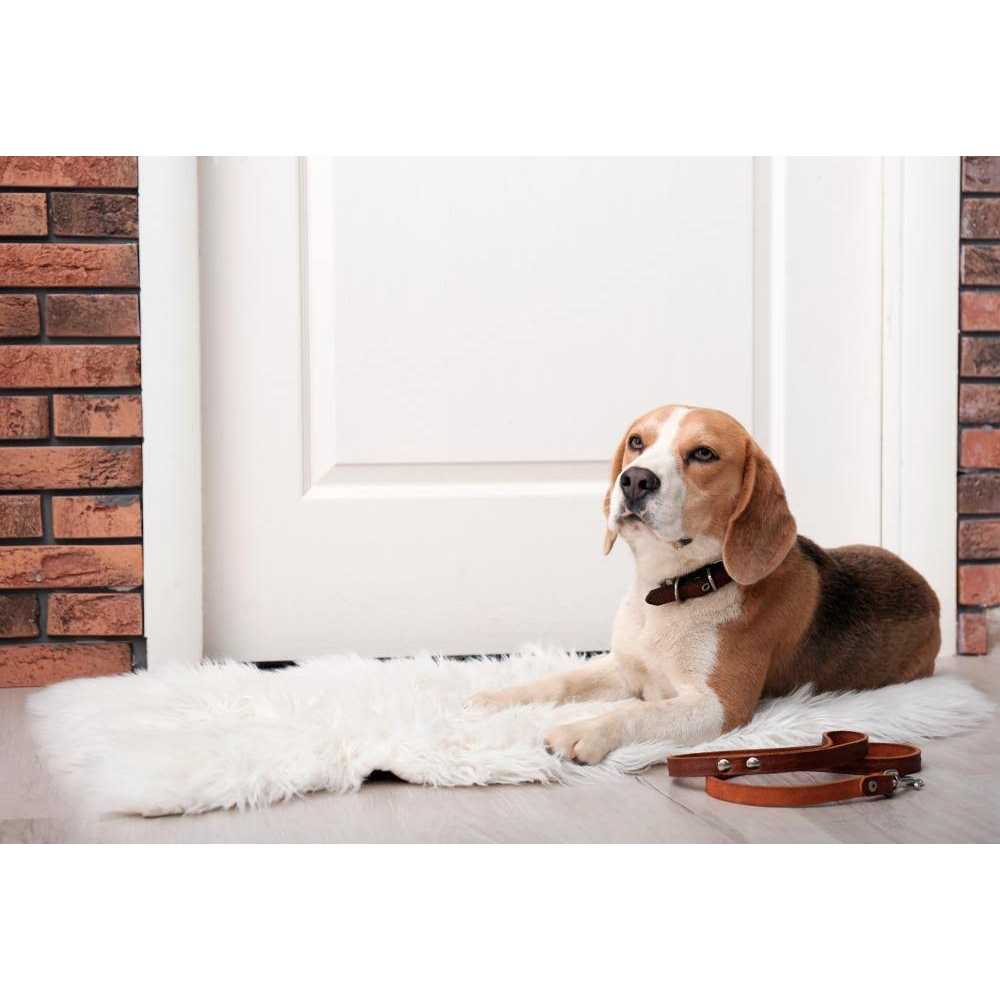 Dr. Marty Nature’s Blend Healthy Growth Freeze Dried Raw Dog Food - Nail Gallerys