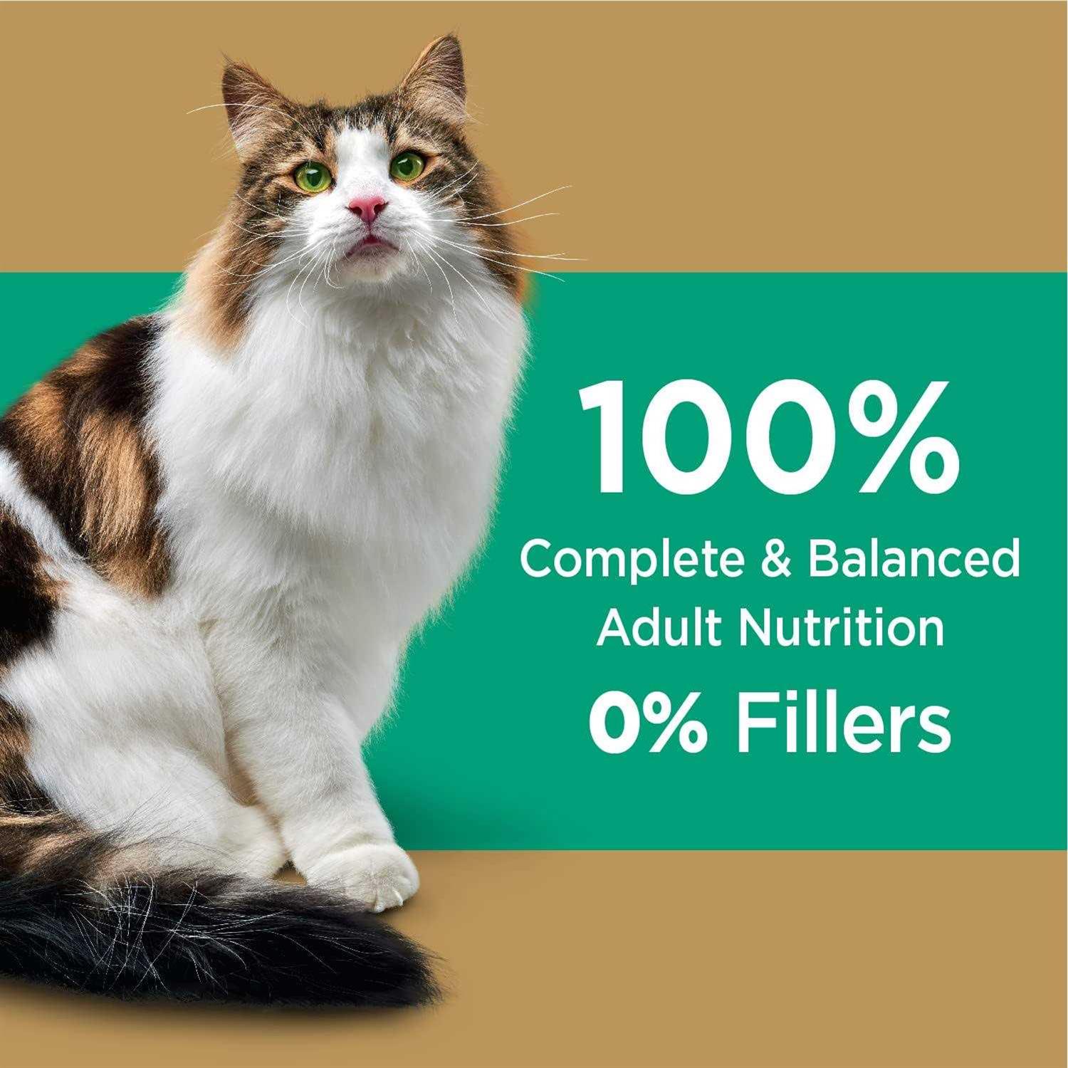 Iams Proactive Health Care Salmon Adult Dry Cat Food - Nail Gallerys
