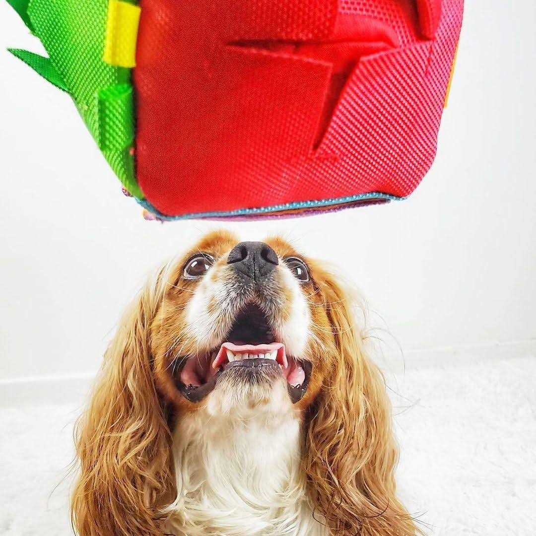 Hide n’ Seek Cube Dog Puzzle Toy - Nail Gallerys